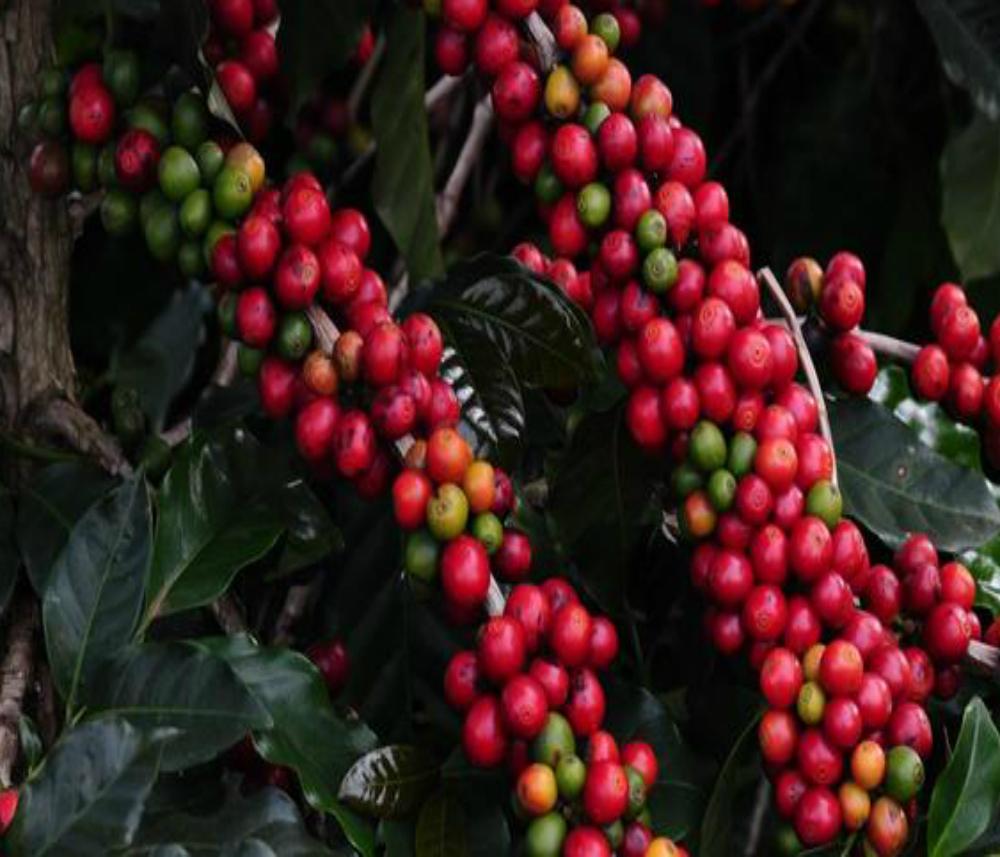 O café foi o principal produto da pauta de exportações do agronegócio mineiro, no período de janeiro a julho (Foto: Alexandre Soares/Emater-MG)