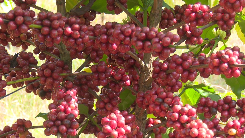 Minas Gerais é o maior produtor de café do Brasil, diz Faemg. — Foto: Magda Oliveira/G1