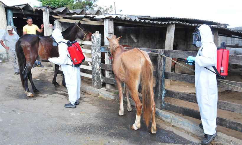 Animais capturados em área em que foi identificado foco receberam aplicação de carrapaticida em Contagem. Região tem capivaras e córrego que é afluente da Pampulha, em BH