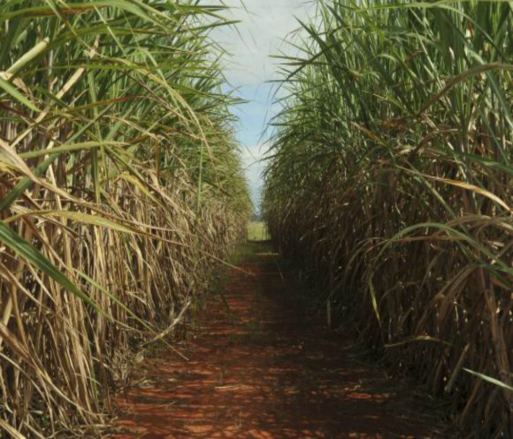 Pesquisas estudam substituir a cana-de-açúcar pela cana-energia, mais eficiente para a produção de etano (Arquivo/Elza Fiúza/ABr)