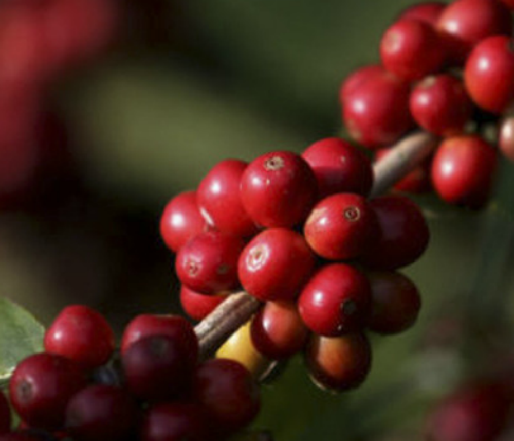 O café, principal produto da pauta de exportações do agronegócio, representou 41,3% do valor total exportado (Divulgação/Seapa)