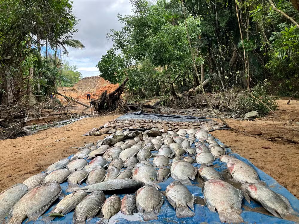 
Peixes mortos no parque Lagoa do Nado — Foto: Fernanda Brescia