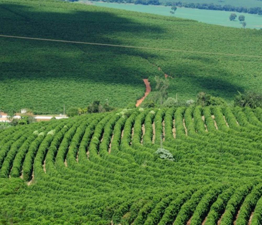 Trabalho faz o mapeamento completo do parque cafeeiro de Minas Gerais  (Alexandre Soares/Emater-MG)